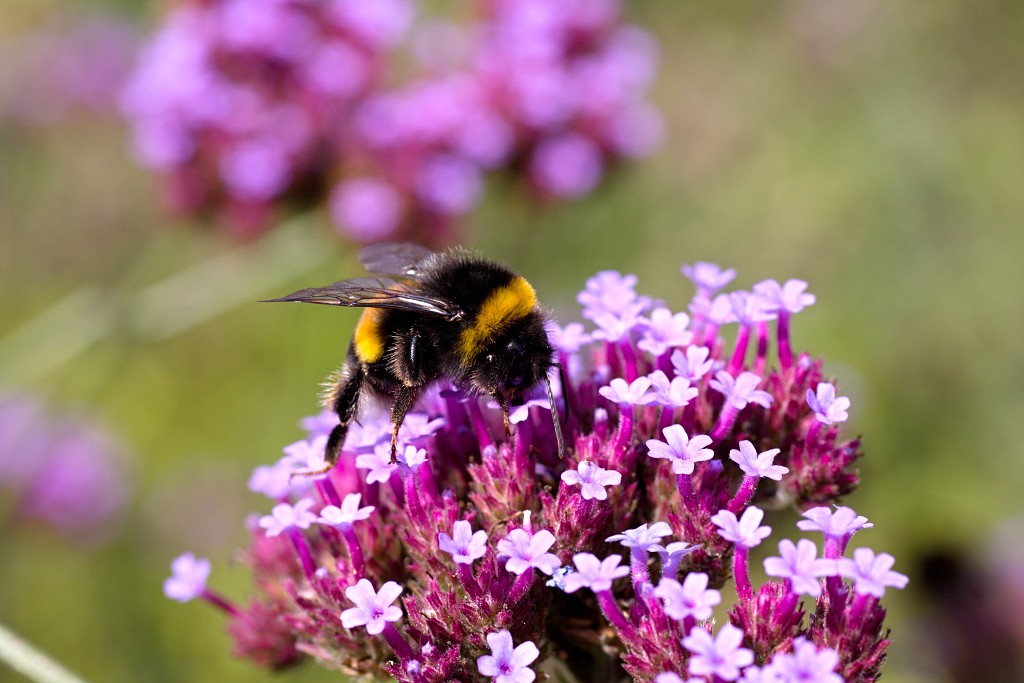 nationaal park de groote peel grote natuurgebied natuur hdr brabant limburg staatsbosbeheer turf veen heide hei bos bossen